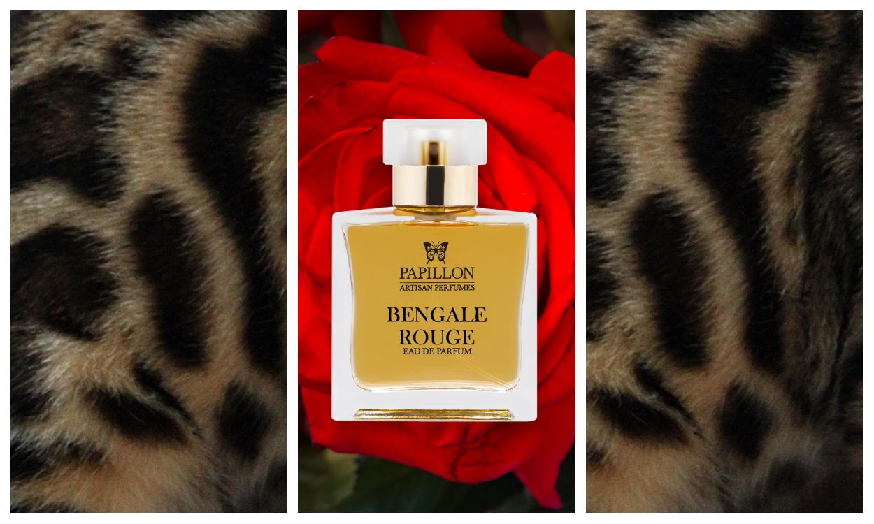 Papillon Bengale Rouge